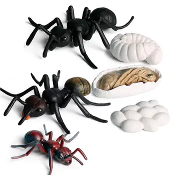 Реалистичный набор фигурок с циклом роста муравья, детские развивающие игрушки с имитацией животных